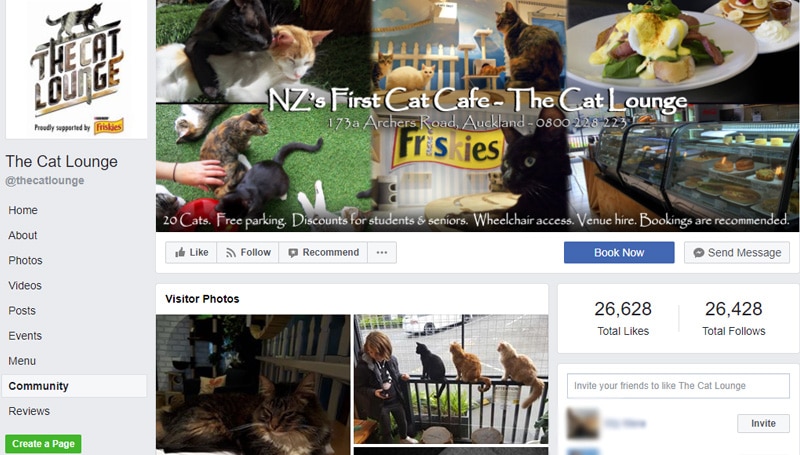 the cat lounge facebook page